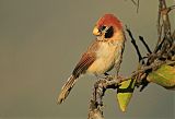 Spot-breasted Parrotbillborder=